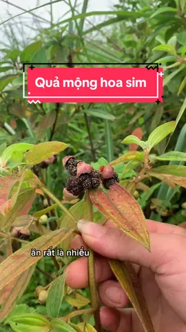 Quả sim rừng #xuhuong #sinhton #tiktokfood #ancungtiktok #LearnOnTikTok #longervideos #amthuctiktok #ViralBeauty #anhemnuirung 