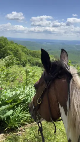 Sure is pretty at the top of our mountain 🫶🏻 #mountains #horseriding #horses #horsetok 