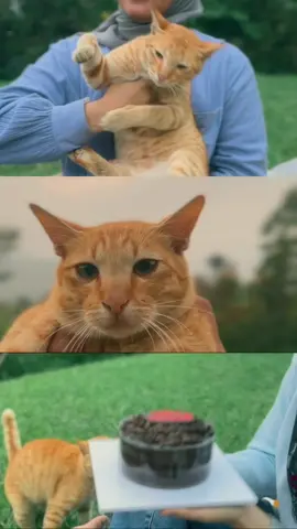 Jauh-jauh ke cibodas ketemu si oyen 🍊🍊