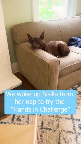 Stella is not a fan of the hands in challenge 😂.  #handsinchallenge 
