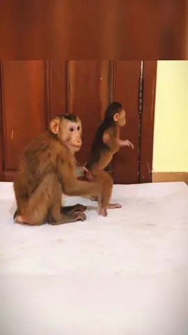 What kind of action is this #monkey #babymonkey #animals #pet #monkeydluffy #viral #monkeysoftiktok #usa #poormonkey #cuteanimals #cutemonkey #monkeys #cute #🐒 #rescue #foryou 