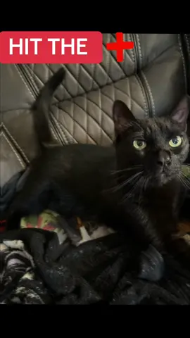 🍌🍌Tally me 🍌🍌🍌 new version! #catsoftiktok #cat #fyp≥/ #catsvideo #trending #viral #fyp #fyp≥° viral