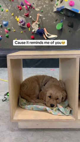 No one warns you how hard it is to watch them outgrow their fave puppy spots 😭 #dogtok #goldenretriever #dogsoftiktok #puppiesoftiktok 