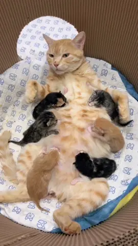 Cute cats babies🍼😂funny shots video from United States#socute🤣🤣😂😂👌🏼 #sofunny#viralfunny#funny# #cats#catstagram##cats #fyp #catsoftiktok #catlover #foryou #catlover#catlovers#kitty#instacat #catlife#kitten##cat #catsofinstagram #vacation #cats #catstagram #instacat #catlover #dedication #catoftheday #catlovers #cats_of_instagram #education #ilovemycat #catsagram #lovecats #catlife #blackcat #cutecat #catlove #catering #kittycat #instacats #caturday #vacations #instagramcats #catalunya #bestvacations #ilovecats #catsofig #cats_of_world #mycat #cutecats #vacationmode #ducati #catlady #cathedral #crazycatlady #panicatthedisco #cat_features #dreamcatcher##cats #cat #viral #cute #Love# #art #katze #kittycat #cutecats #adoptdontshop #catloversclub #instagood #lovecats #catphoto #photography #blackcat #petstagram #dogs #catsagram #ilovemycat #photooftheday #nature #neko #catsofig #gatto #dogsofinstagram #catofinstagram #instacats #follow #catphotography #like #kedi #britishshorthair #k #caturday#meow #virel #forvourpage #ovf #tiktok 