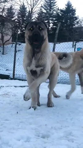 #kangalturco #turkiekangal #kangal #fyp #volkodav #king #digdog 