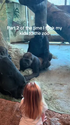 My kids thought the monkeys were being silly 🤪 #gorillatok #gorillas #zoo #zooadventures #zooanimals🐯🐵🐍🐼🐘 #fyp #fypシ゚viral #fyppppppppppppppppppppppp 