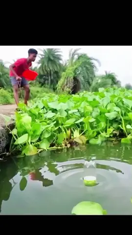 Amazing fishing 🎣 || #fishing #fish #fishingvideos #fishinglife #amazingfishing #fishingtips #tiktokusa #bigfish #viral #usa #unitedstates #tiktokusa 