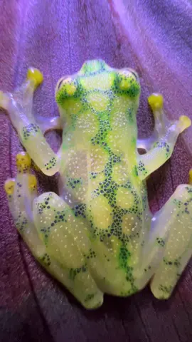 Glass Frogs!  @fragileplanetwildlifepark  #glassfrog #seethrough #frog #frogtok #froggy #ribbit #amphibian #treefrog 