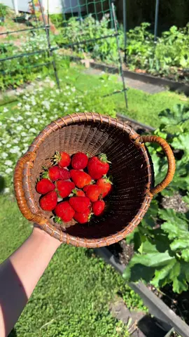 Some strawberry harvesting ASMR #fypシ゚viral #asmr 