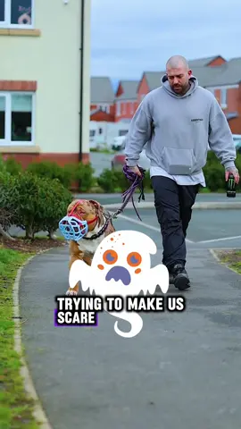 XL Bully Dog Banned Song #fyp #viral #foryoupage #xlbully #americanbully #dog #dogsoftiktok #PetsOfTikTok #dogs #xlbullies #xlbullybreed #bullybreed #song #dogsong