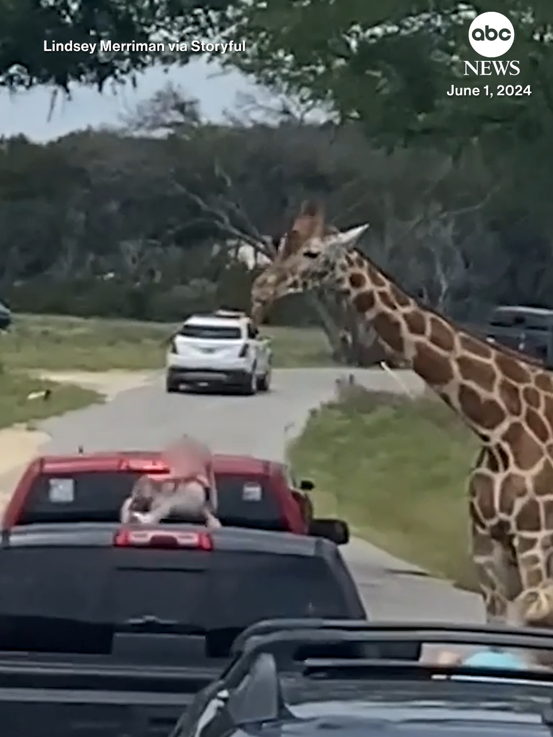 Dramatic footage captured the moment a giraffe grabbed a young girl from her family's vehicle at a Texas safari park. The video then shows the child being dropped back into an adult’s arms. No one was injured. #giraffe #texas #abcnews #news