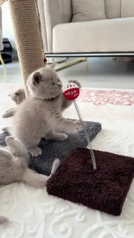 Aden ve oyuncak savaşları 😂 #kedi #cat #kediler #yavrukedi #pati #pişiq #scottish #funny #kediaşkı #fypシ゚viral #kedivideoları #meow #british #scottishfold 