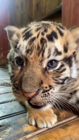 Adorable Tiger Cub Lets Out a Mighty Roar! #animals #cute 