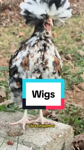 its a valid question for a #polishchicken 😉 #rooster #chickens #funnyanimals #chickensoftiktok  #chickenhappyhour