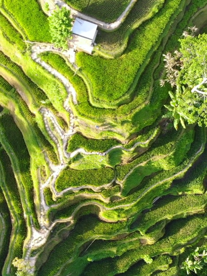 keindahan alam di tengah hamparan sawah bertingkat di Bali. Mari luangkan waktu untuk mengagumi karya agung alam dan warisan budaya yang mempesona ini. 🌾🌿 #Bali #RiceTerrace #KeindahanAlam #BaliLiburan #PesonaBali #JelajahiBali #BaliTravel #IslandLife #BaliParadise #ExploreBali #BalineseBeauty #TropicalEscape #CultureAndNature #BaliAdventures #BaliVibes #IslandEscape #ExploreBali #TropicalGetaway #BaliAdventures