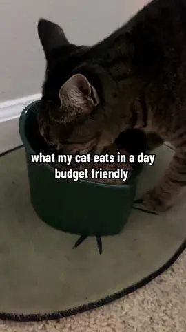 What my cat eats in a day, simple and affordable #catestinaday #whatmycateats #catnutrition #cattok #cat #catsoftiktok #catbowl #tiktokshop #summersale #tiktokshopsummersale #TikTokShopSummerSale #dealsforyoudays 