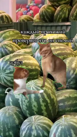 #CapCut 
