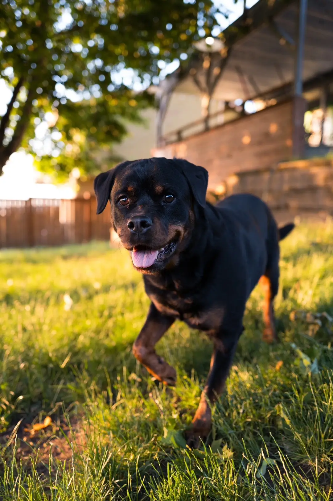 #rottweiler #washington #seattle 