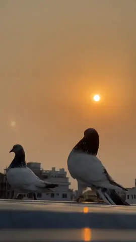 Pigeon Portraits, and a lovely sunset ❤️😱 #foryou #tiktok #কবুতরবাজ #কবুতরপাগল #কবুতর_প্রেমী #কবুতর #birds #sunset #pigeon #trending #viral #cute #sunset #কবুতর_পাগলারা_কই_সাপোর্ট_করো 