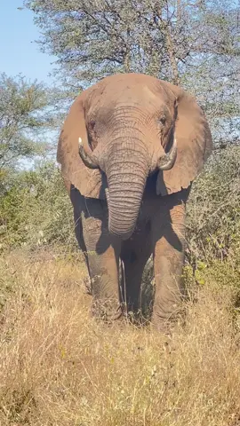 Carer Owen captured this quiet moment with Sebakwe enjoying private foraging time in the bush, while the herd grazed in the vegetation close by. As an older bull, Sebakwe likes his independence but still stays close to his herd. The Jabulani herd are unique in that older bulls form part of the blended matriarchal herd, which is made up largely of orphan elephants. Sebakwe is a friend and protector to many in his herd. But that doesn’t mean he doesn’t need some me time here and there. #elephantorphanage #elephants #southafrica #southafrica #elephant 