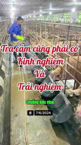 Tra cám đều tay đúng khẩu phần ăn từng heo nái cũng không phải đơn giản 🫣🐖🐖🐖🍀🌈#heo #pigfarm #channuoiheo #xuhuongtiktok2024❤️🌈✔️ 