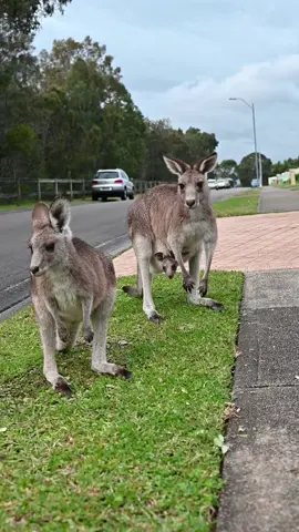 Kangaroo town life #kangaroo #australianwildlife #town #neighborhood #australia #cuteanimals #marsupial #wildlife #neighbors #hopping 