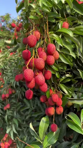 Is it candy? Is it a jewel? It's a red lychee! #satisfying #fruittok#foryou 