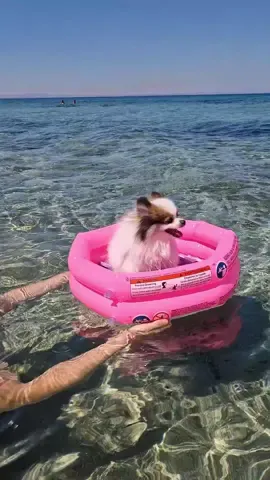 Привет и это день из моей жизни, приятного просмотра 🐶 Не забудь подписаться, чтобы наблюдать за самым милым блогером Моникой 😎 А также жду от тебя лайк и комплименты в комментариях ❤️👌 ••• Hello and this is a day in my life, enjoy watching 🐶  Don't forget to subscribe to watch the cutest blogger Monica 😎  I also expect likes and compliments from you in the comments ❤️👌 #dog #puppy #funny #fluffy #cute #wholesome #happy  #happydog #шпиц #померанскийшпиц #собака #spitz #family #baby #щенок #happinessis #pomeranianworld #pomeraniandogs #pomeranian #pomeranians #pomeranianlove #pomeranianpuppy   #шпицпомеранский  #blogger  #pom #pomlove #pompom #померанец #pomeranianspitz #pomeranianlover