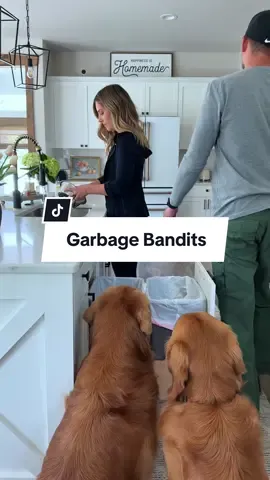 Don’t take the chance…you might poop your pants 💩🍗 #goldenretriever #funnydogs 