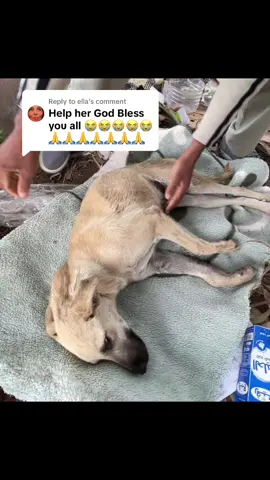 Replying to @ella Update on Beni Thank you for standing by us and believing in our mission. We'll continue to keep you updated on Beni's progress, and together, we'll help her take each step towards a brighter future. #dogrescue #dog 