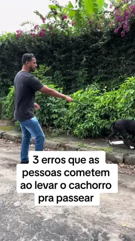 1º - A ideia não é proibir seu cão de farejar, mas sim moldar o comportamento fazendo com que não seja desgastante para nenhum dos dois lados. Deixar com que o cão pare toda hora fará também com que ele não gaste a energia que precise, podendo acarretar em outros problemas comportamentais. 2° - Seu cão precisa de uma boa referência, precisa de uma liderança segura e que passe confiança.  Você andando com a guia extremamente esticada, passando muita tensão, com medo de que algo aconteça, só deixará o cão ainda mais nervoso, e consequentemente, atrapalhando todo seu condicionamento. 3° - Para ensinar um comando ou movimento ao cachorro é necessário ser feito, antes de tudo, em um ambiente controlado.  Você ao não ensinar seu cão em um ambiente controlado, e depois tentar se comunicar num ambiente com diversos estímulos, só fará com que seu cão tenha menos foco em você, e obviamente resultando em comportamentos indesejados. O PASSEIO COMEÇA DENTRO DE CASA! Quais desses erros você comete? • • • • • • #caioadestrador #adestra #adestramento #cachorro #cachorros #cães #dogs #comportamentocanino #adestrador #adestra #fy #foryou #foryoupage 