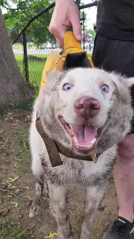 It's his favorite time of year — time to kayak, roll around in the dirt, and get carried by the lifejacket like a briefcase directly into the shower.   #HappyDog #Aussies #DogDaysOfSummer 