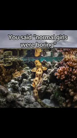 Epaulette sharks have the rare ability to reproduce asexually (without a male partner!). This has happened twice in captivity! #Sharks #ttpd #SharkWeek returns July 7 on #Discovery. 