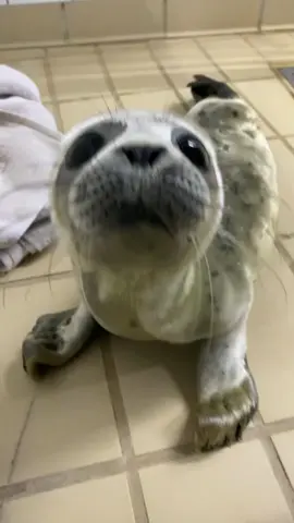 Hello🔊 In our centre puppy season has started. Here is seal pup Toentje,they are exclusively adopted by @Tuinland 🦭🪴 #zeehondencentrumpieterburen #rescue #puppy #tuinland #toentje #seal #animals 