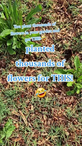 planted thousands of flower seeds for THIS!! 🤣🌸  what the heck is this!!🤣 #flowerfarming #expert #gardenhumor #humor #gardening #gardeninghacks #zinnia #funny 