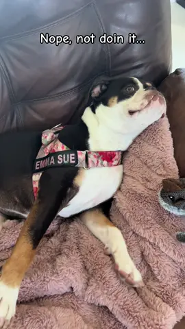 She could… but she dont want to🐾#EmmaSue #funnydog #oldeenglishbulldogge #nope #lazyday #dogsoftiktok 