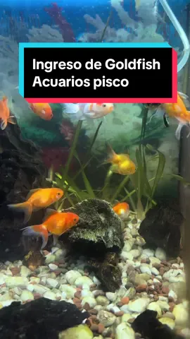 Veriedades de golfish en nuestra tienda fisica Aqua pets colors pisco #pecesornamentales #pecespisco #piscoicaperú #goldfish @Aqua Pets Colors 