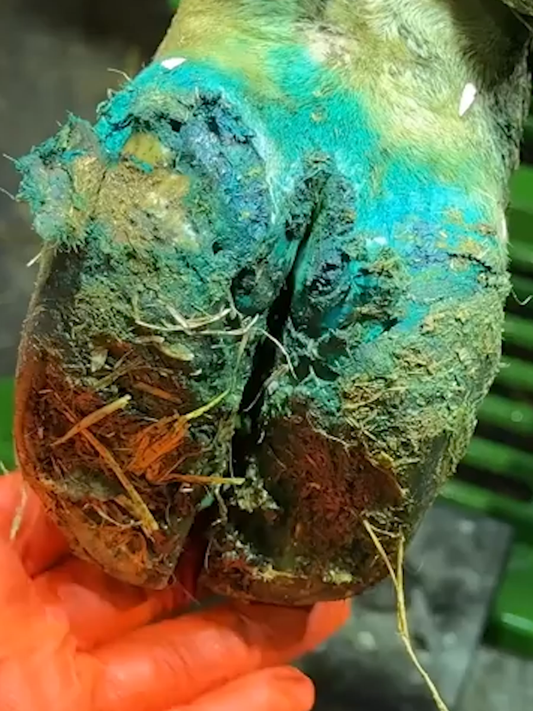 a BLUE COW's HOOF!?!?   #strange #weird #cow #hoof #satisfying