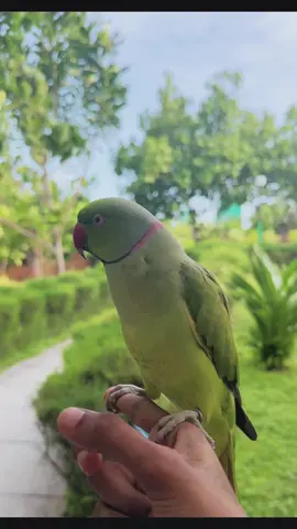 Mintee💚✨  #fluffy #beepbeep #beep #talkingbird #talkingparrot #funnypet #funnypets #silly #greenbird #greenparrot #parrot #bird #birds #cute #adorable #fy #fyp #reel #reels #lol #pets #petlover #animal #cutestpets #petmom #ringneckparrot #indianringneckparrot #parakeet #foryoupage #fyp #viral #fy #fypシ #beautifull #maldives #meow #cat