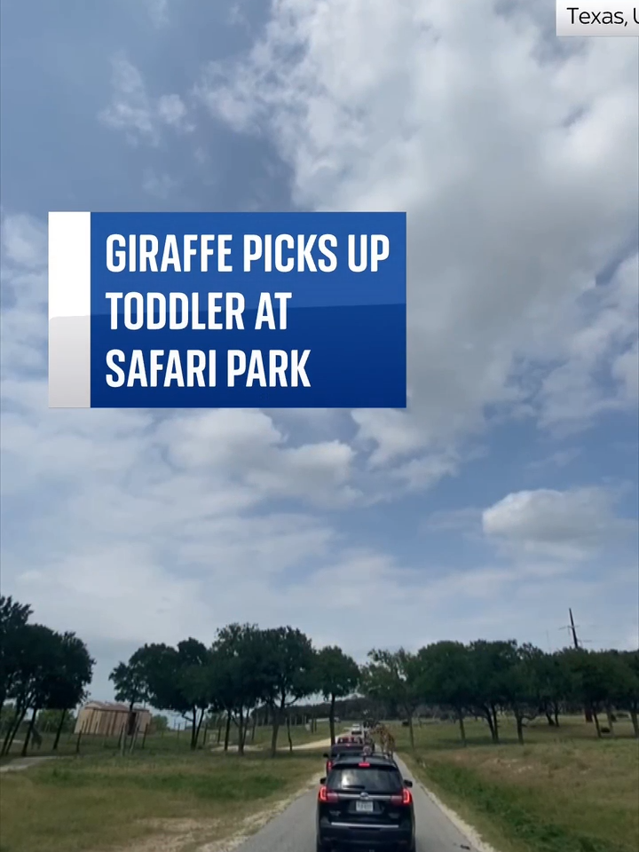 A #giraffe lifted a 2-year-old out of the roof of a car at a #safari park in #Texas🦒 Her #father told local media his #daughter was trying to feed the #animal and it grabbed her top instead, lifting her out of the vehicle 🚕 Nobody was injured in the incident.