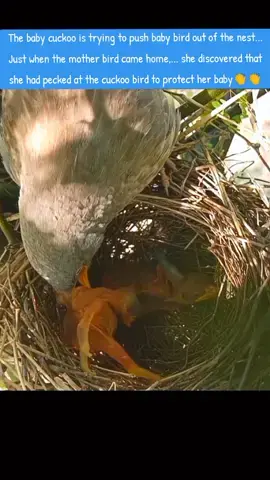 🧐The baby cuckoo bird is trying to push the baby bird out of the nest...😳  🌺As soon as the mother bird comes home😳😳, she discovers that she pecked the baby bird to protect her baby.👏 #motherlove #cuckoo #wildanimals #moctopwildanimal #baby #birdnest #birdlover #bird #animals #animalworld #fyp #xuhuong #thinhhanh #tiktok 