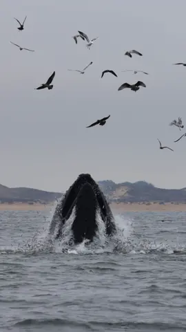 Vertical lunge feeding in only 23 meters (75 feet) deep of water is a wild sight to see! Check out all those anchovies blasting out of the water trying to escape the whales mouth as the gulls take advantage of the leftovers. 🐳Book now using link in bio🎉 #whalewatching #whale #fish #humpbackwhale #breach #jump #fly #low #news #media #lunges #wildlife #montereycalifornia #coast #cali #sun #fun 