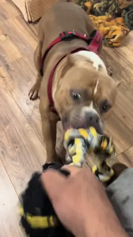 #sexyyred #tugofwar #extreme #exotic #americanbullys #americanbullyx| #king #kong #MajesticBully #son #americanbully #kingkong #midwestkustomsinc #ronaldmcdonaldhousecharities #hustling #hustler #producer #collab #gym #Fitness #FitTok #motivation #inspiration #mystory #overcome #life