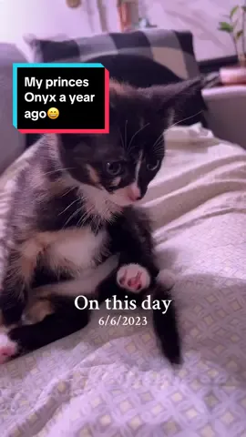 #onthisday #cats #kittens #cat #catmom #onyx 