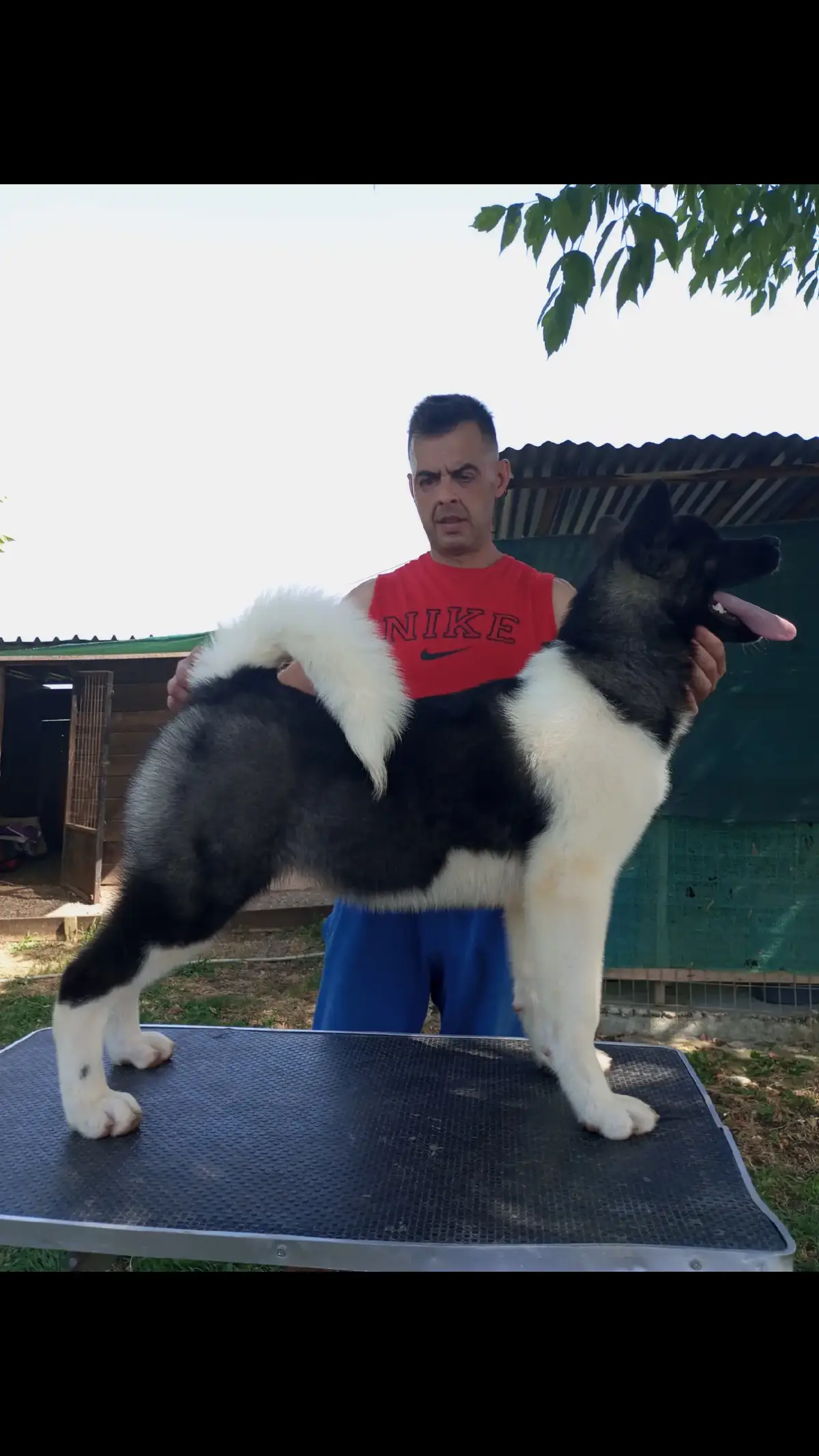 Cani Da lavoro #american Akita #kennel 🇬🇷🇬🇷🇬🇷🇬🇷🇬🇷🇬🇷🇬🇷🇬🇷