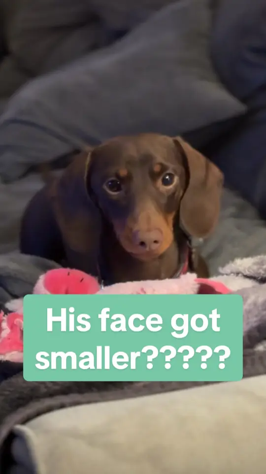 Im not making this up!! 😂😂  #dachshund #sausagedog #minidachshund 