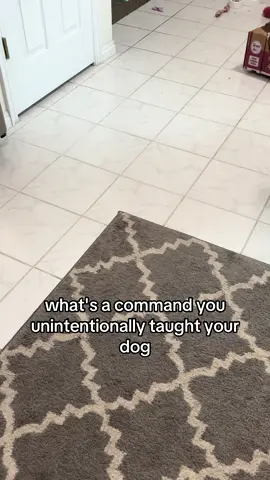Dogs seem to love tissues for some reason. #tissue #maltipoo #dogsoftiktok #cutepuppy #dog #doglife #fypシ゚viral #dogpack 