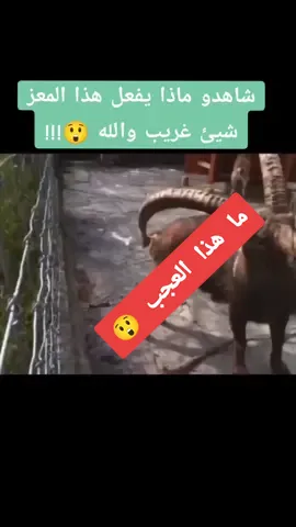 Watch what this goat does, it's strange, I swear 😲!!! #good #formidable #foryou #fyp #astuce #treding #viralvideo #videotiktok #explore #trend #viral #fypシ゚viral 