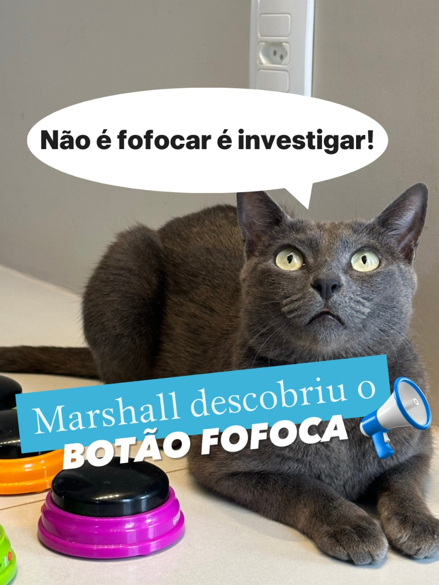 Marshall descobriu o botão FOFOCA 🤣 #gatos #gatosengraçados #gatofalante #gatoquefala #trigatos