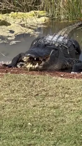 I’ll Make This Quick The adult American alligator boasts one of the most powerful bite forces among living creatures, reaching up to 2,980 pounds per square inch (psi). This immense power comes from their robust jaw muscles, which are built to grip and hold prey securely. This adaptation enables them to capture and subdue a wide range of prey, solidifying their status as apex predators in their ecosystem. #nature #fyp #foryou #viral #foryoupage #wildlife #naturevibes #travel #tiktok #animals